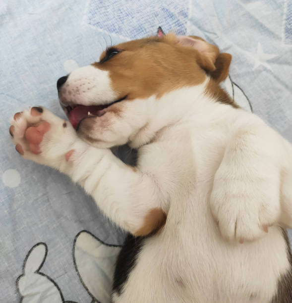 istock small and cute beagle puppy playing at home 1343269472