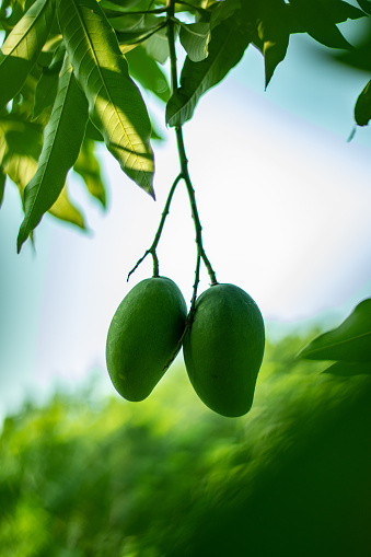 Two green sour unripe mango on white and sky blue and white background