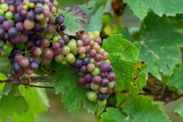 istock Pinot noir wine grapes 1343269953