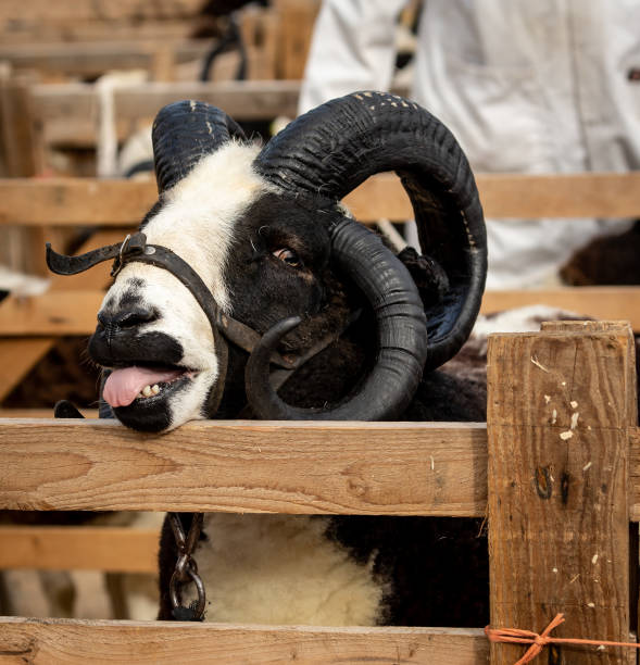 Close up of a penned Jacob Sheep ram with tongue out at Masham Sheep fair in Yorkshire. stock photo