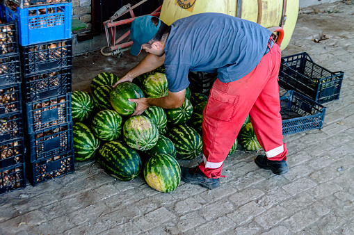 Ripe striped watermelons at the street market on the counter