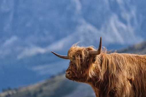 A yak (bos grunniens) with white face markings, in east Tibet, around 3500 metres. Wild yaks were domesticated around 4000 years ago by nomads in Tibet, and provide the nomads with food, shelter and clothing. Living in the extreme climate of Tibet, nomads depend on yaks for survival.