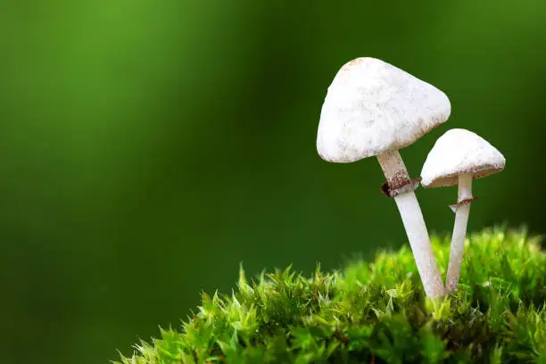 Forest mushrooms on blurred green nature background