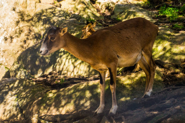 istock Alps animals in Switzerland 1343275100