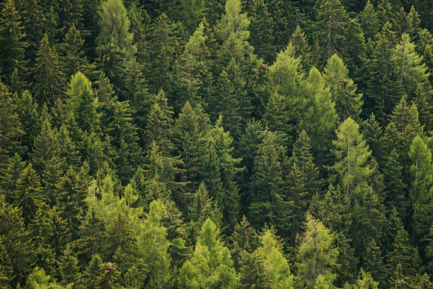 istock Forest ecosystem: outdoors in forest and ferns during autumn leaf foliage 1343275503