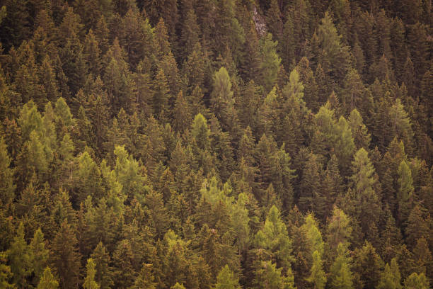 istock Forest ecosystem: outdoors in forest and ferns during autumn leaf foliage 1343275585