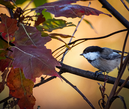 A chickadee sitting on a branch with fall foliage