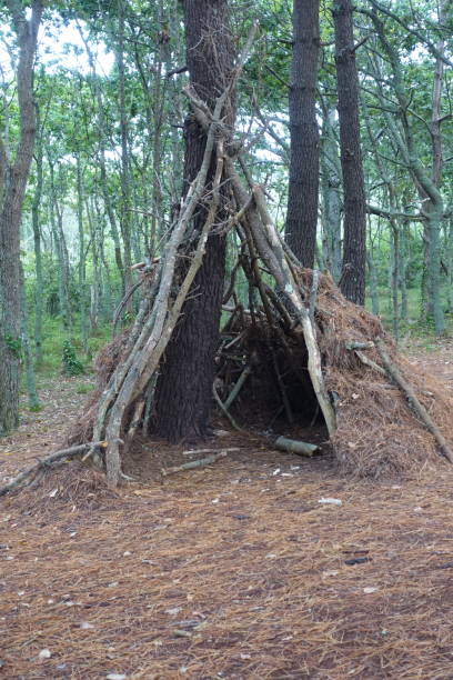 istock Cabin built with pine branches  Entertainment  Coastal pine forest 1343275724
