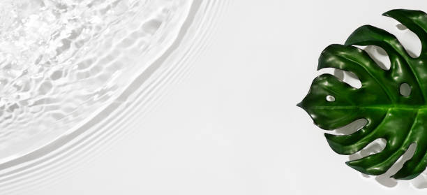 Transparent and clean white water background with leaf monstera and sunlight reflection