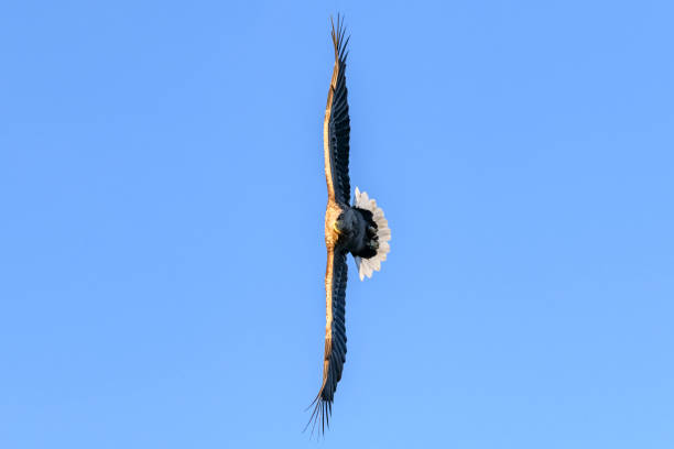 istock White-tailed eagle or sea eagle hunting in the sky over Northern Norway 1343275896