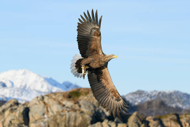 istock White-tailed eagle or sea eagle hunting in the sky over Northern Norway 1343275913