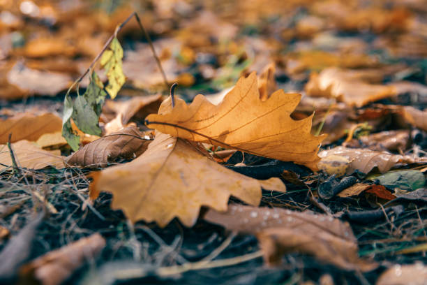 istock Autumn oak leaves fell on the lawn 1343277593