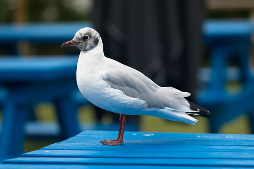 European Herring Gull sitting on a blue table. Friesland, Netherlands.