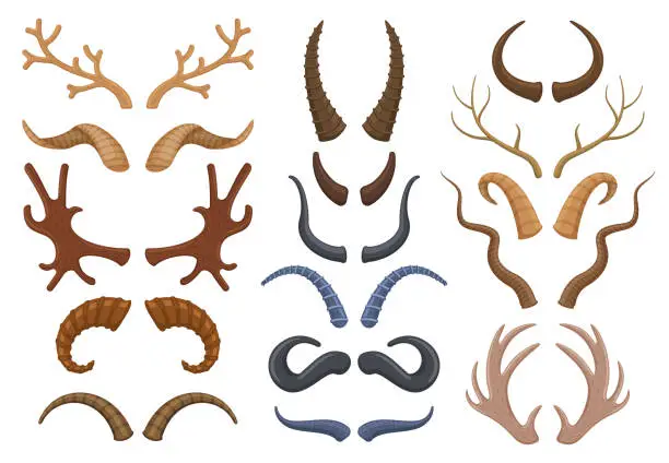 Vector illustration of Wild animals horns antlers, reindeer, bull, goat. Hunting trophy deer, ibex, sheep and moose horns isolated vector illustration set. Trophy wild animals horns