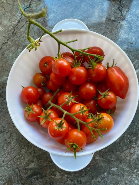 istock Crop of tomatoes from the garden 1343283440