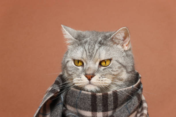 istock Sad serious cat wrapped with scarf or plaid 1343283691