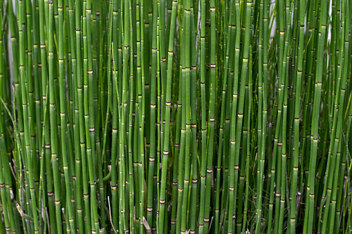 background Bamboo Cane Green Plantation. Texture horizontal. Argentina