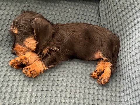 3 months old dachshund kaninchen with a very sweet face and black and beige colors.