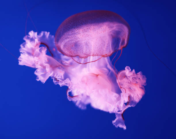 istock Bright pink jellyfish on a dark blue background. 1343285289