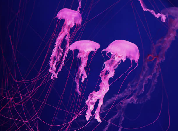 istock Bright pink jellyfish on a dark blue background. 1343285290