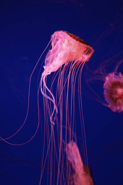 istock Bright pink jellyfish on a dark blue background. 1343285293