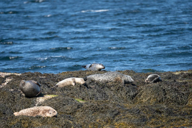 istock Seals on seal island 1343285882