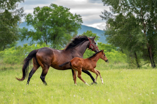A horse with a foal. A thoroughbred horse mare runs at a gallop with her foal on a summer green meadow. mare stock pictures, royalty-free photos & images