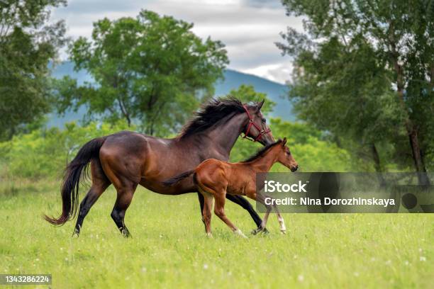 A Horse With A Foal Stock Photo - Download Image Now - Foal - Young Animal, Horse, Mare