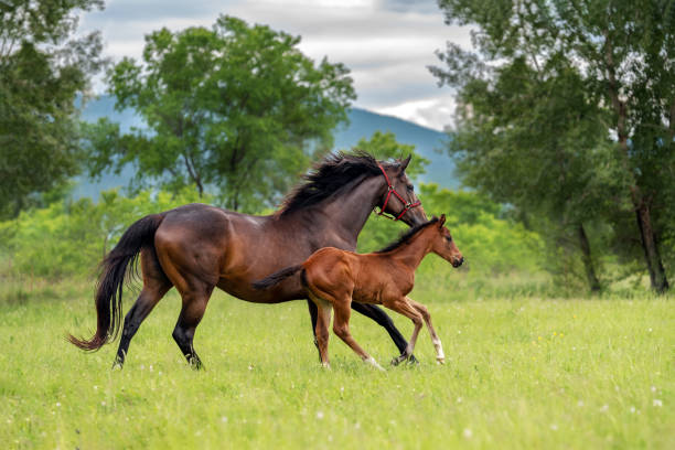 a horse with a foal. - photography running horizontal horse imagens e fotografias de stock