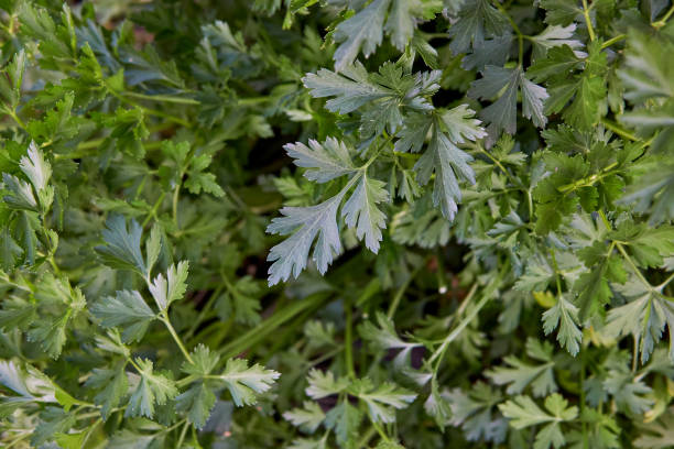 istock fresh green parsley growing in a vegetable garden. horizontal 1343286388