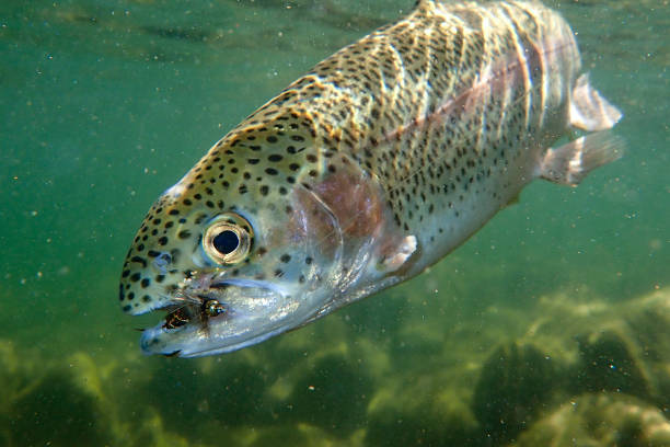 Underwater photography of a wild rainbow trout in the Boise River Fly fishing for trout in Boise, Idaho boise river stock pictures, royalty-free photos & images
