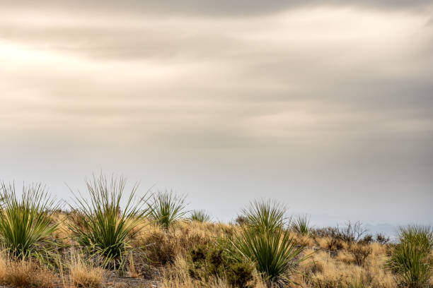 istock Light and Clouds Over Yucca Plants in Big Bend 1343286505