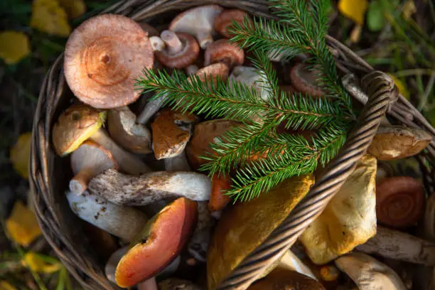 Photo of a wicker basket filled with wild mushrooms on the background of autumn leaves
