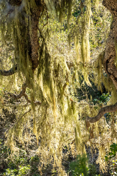 Moss Hangs Low In Twisting Tree Moss Hangs Low In Twisting Tree on Santa Cruz Island in the Channel Islands hanging moss stock pictures, royalty-free photos & images