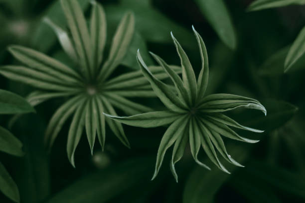 istock Nature abstract background.Dark leaves texture.Modern art, can be used as a poster for interior design. 1343287813