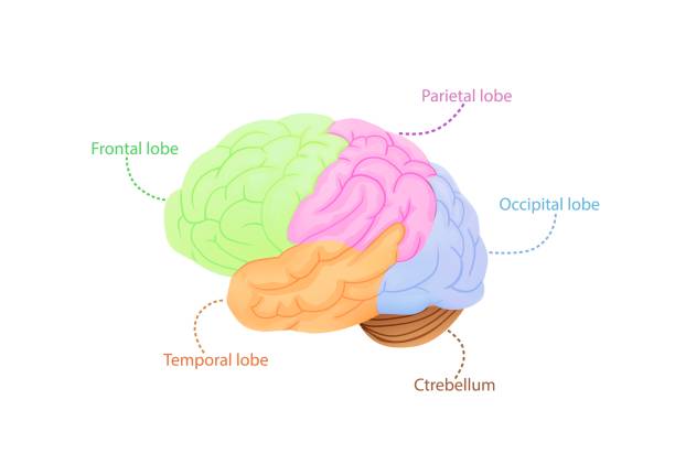ilustrações de stock, clip art, desenhos animados e ícones de structure of cerebral cortex illustration. colored anatomical regions responsible for intelligence and movement. - frontal lobe