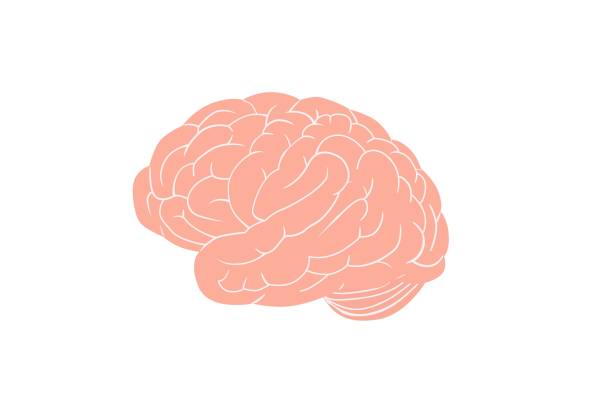 해부학적 뇌. 큰 분홍색 자이루스는 지능 대뇌 기관의 전체 둘레 복잡한 구조를 둘러싸고 있습니다. - parietal lobe stock illustrations