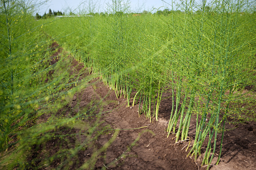 Germany: Blooming asparagus on a field.