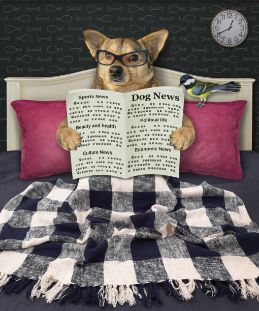 istock Dog in bed reads newspaper 1343289560
