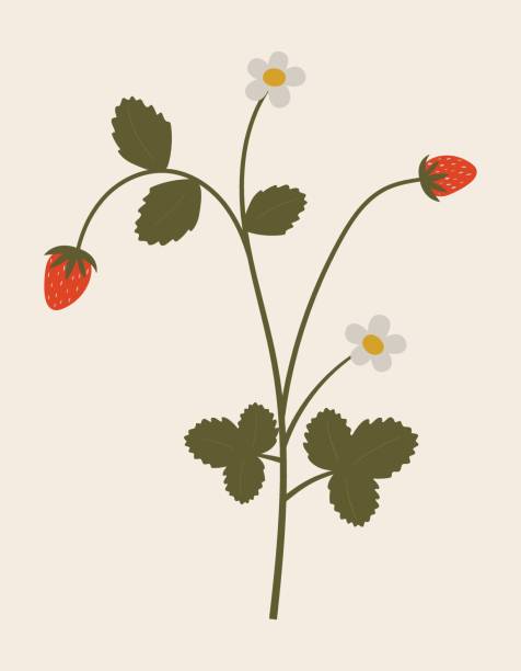 vintage ilustracja poziomki. zioło lecznicze. gałąź z liśćmi, kwiatami i jagodami. botaniczny wektor flory leśnej. ręcznie rysowany kolorowy element kwiatowy. clipart do projektowania i drukowania - botanic stock illustrations