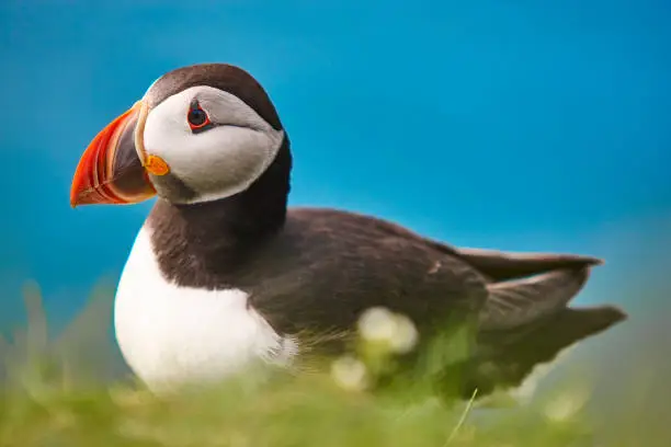 Photo of Puffin on Mykines cliffs and blue sky background. Faroe birdlife