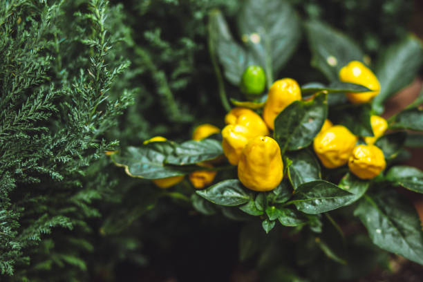 istock Growing yellow pepper on a branch 1343290432
