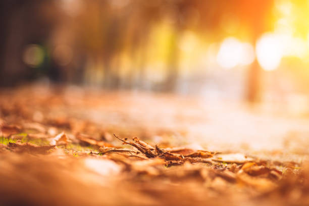 Blurred background in bright yellow-red autumn colors - concept of the fall season
