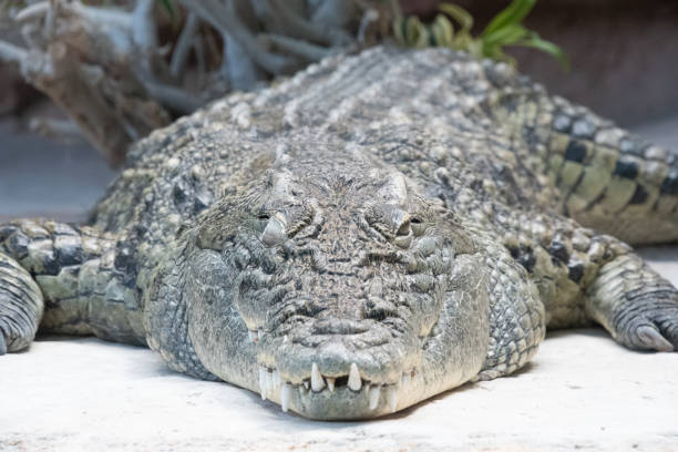istock Nile crocodile at the Palmyre Zoo 1343291712