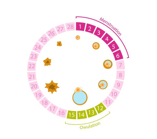 Female menstrual cycle. Circular table with ovulation numbers and egg formation processes diagram. Female menstrual cycle. Circular table with ovulation numbers and egg formation processes diagram generation of anatomical vector follicles. thyroid disease stock illustrations