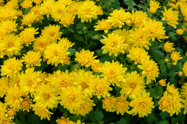 istock Beautiful garden blooming chrysanthemum 1343293804