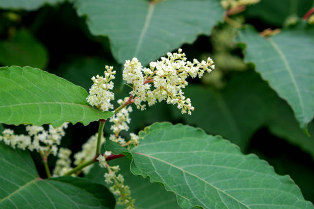 istock White autumn ornamental plants 1343293811