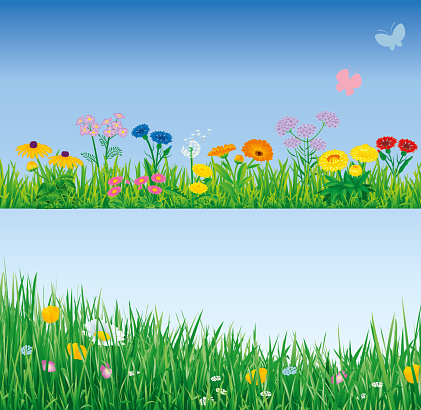 Gras with flowers border