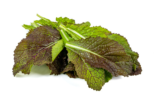 Freshly harvested red mustard leaves on a white background