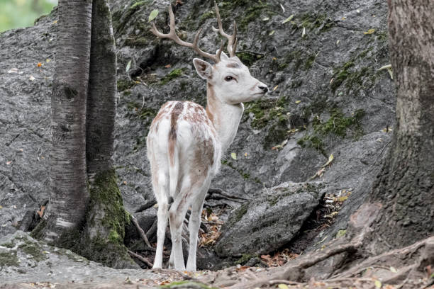 istock Young fallow deer male in the forest  (Dama dama) 1343294784